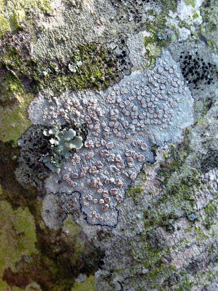 Caloplaca camptidia image
