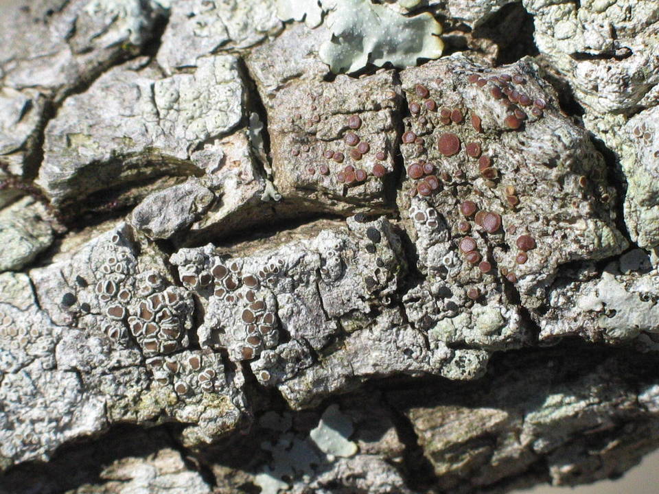 Caloplaca camptidia image