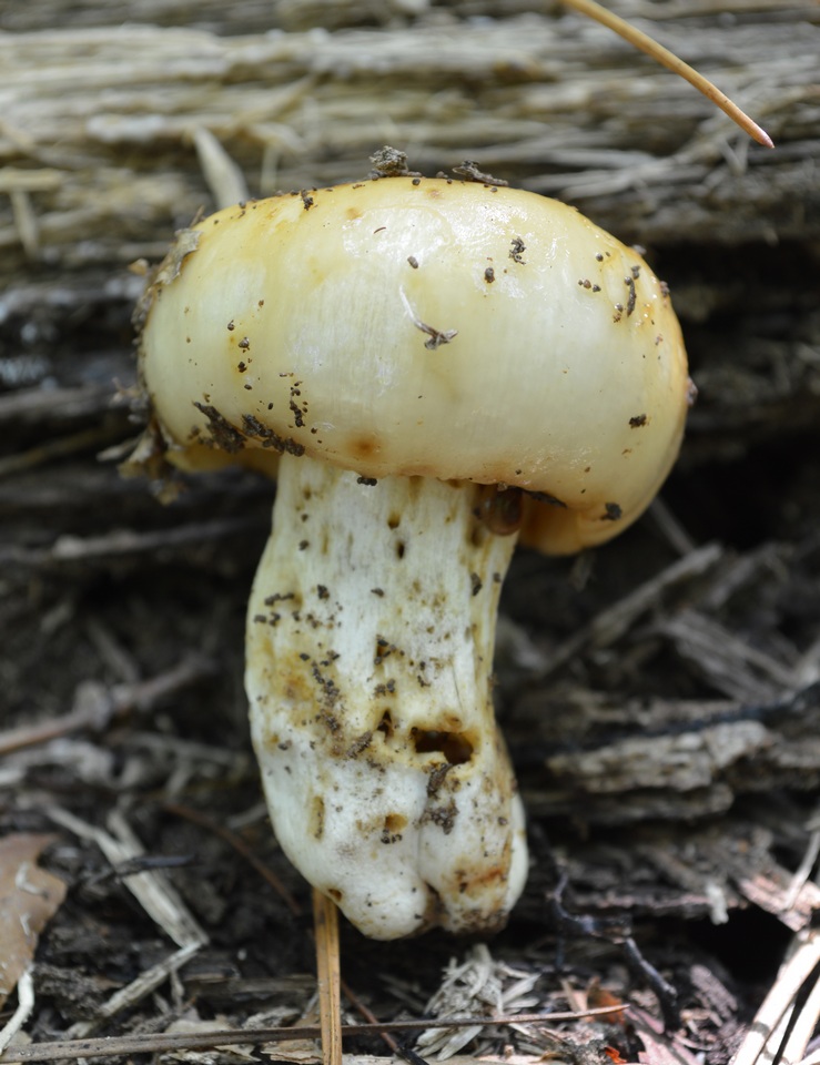 Russula grata image