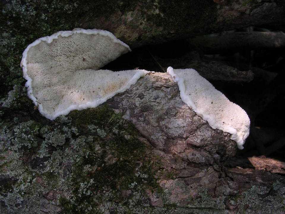 Gloeodontia discolor image