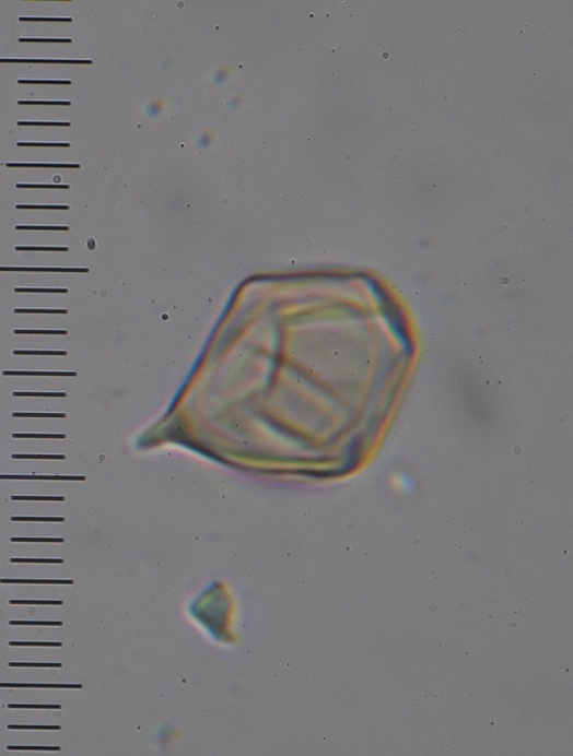 Entoloma gasteromycetoides image
