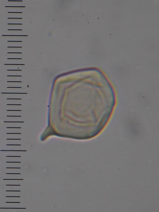 Entoloma gasteromycetoides image