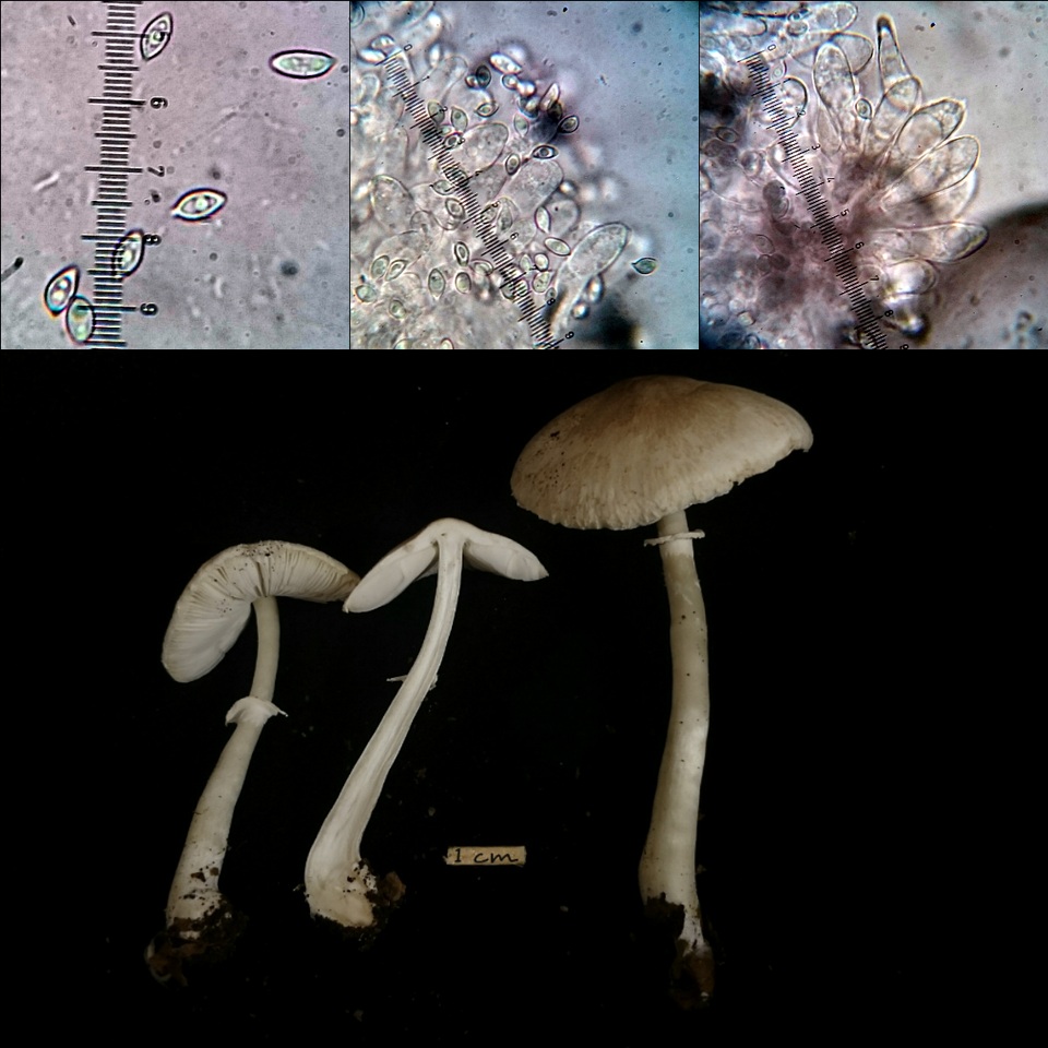 Leucoagaricus sublittoralis image