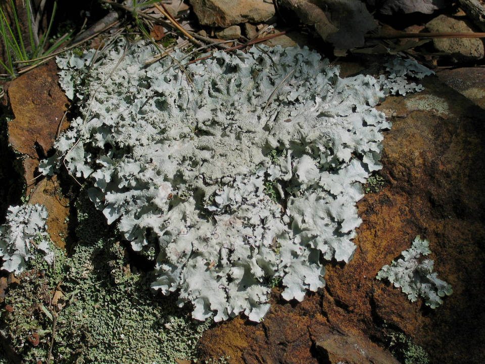 Canomaculina subtinctoria image