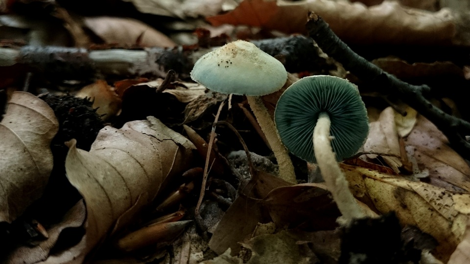 Melanophyllum eyrei image