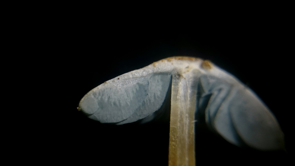 Melanophyllum eyrei image