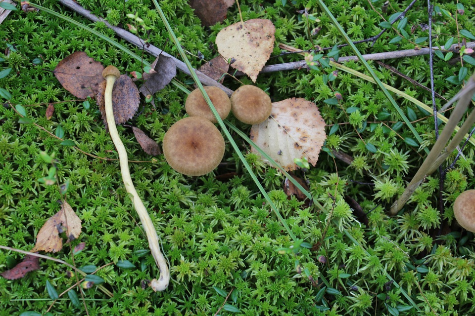 Cortinarius chrysolitus image