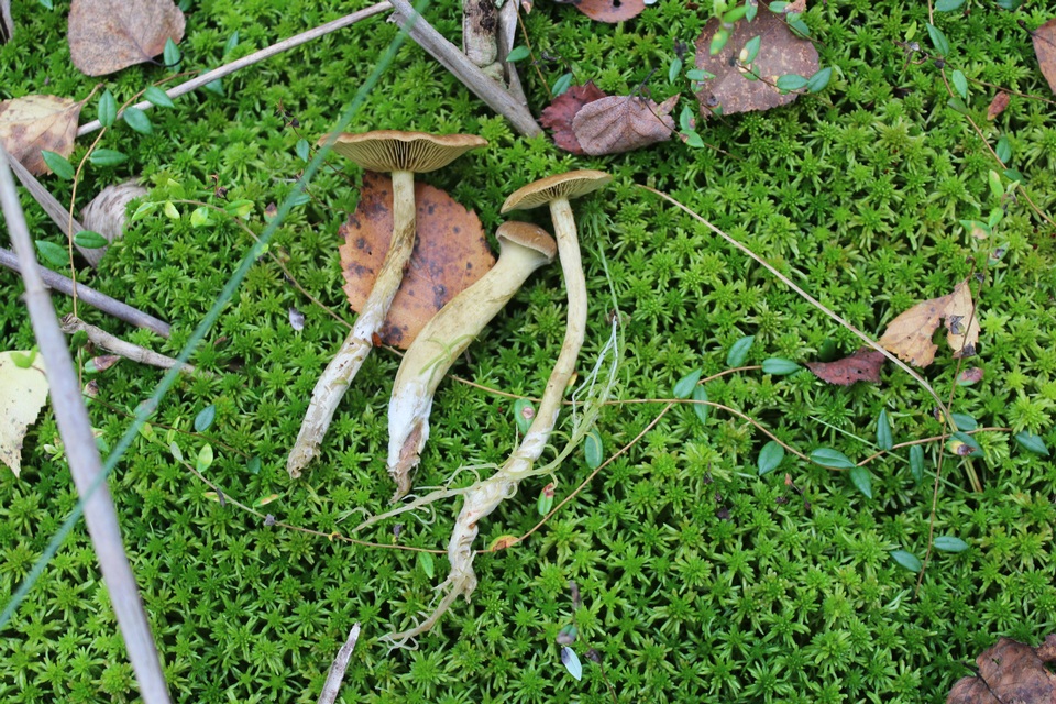Cortinarius chrysolitus image