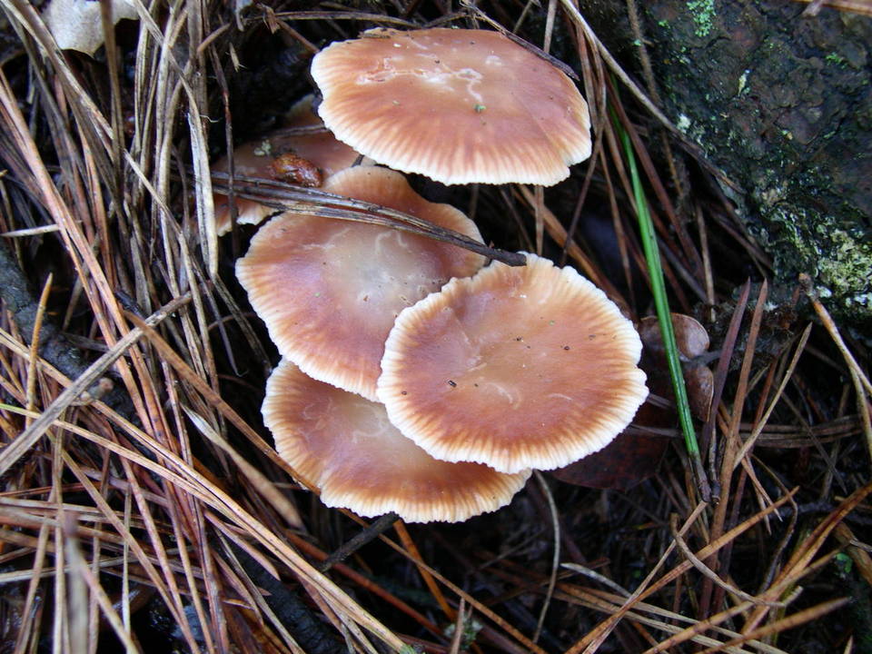 Mycetinis copelandii image