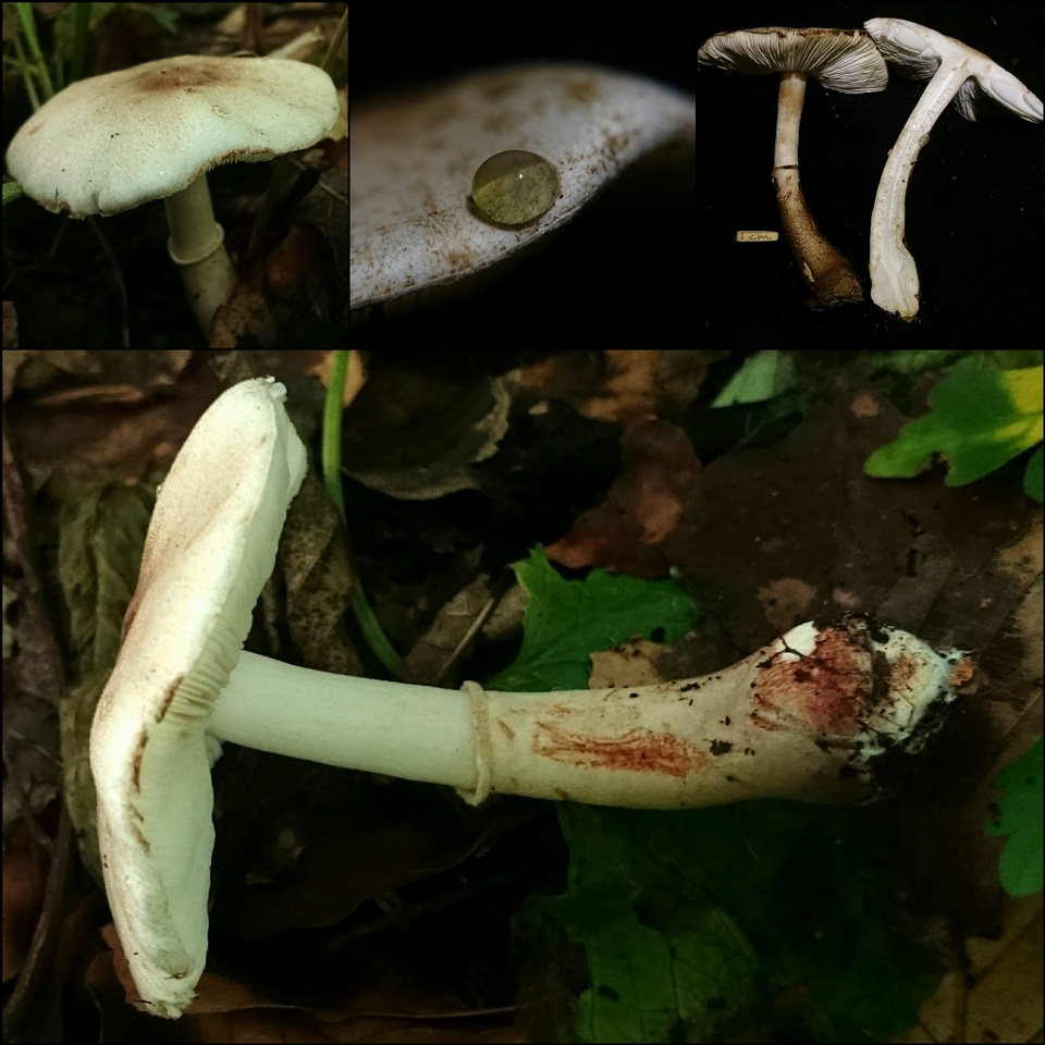 Leucocoprinus badhamii image