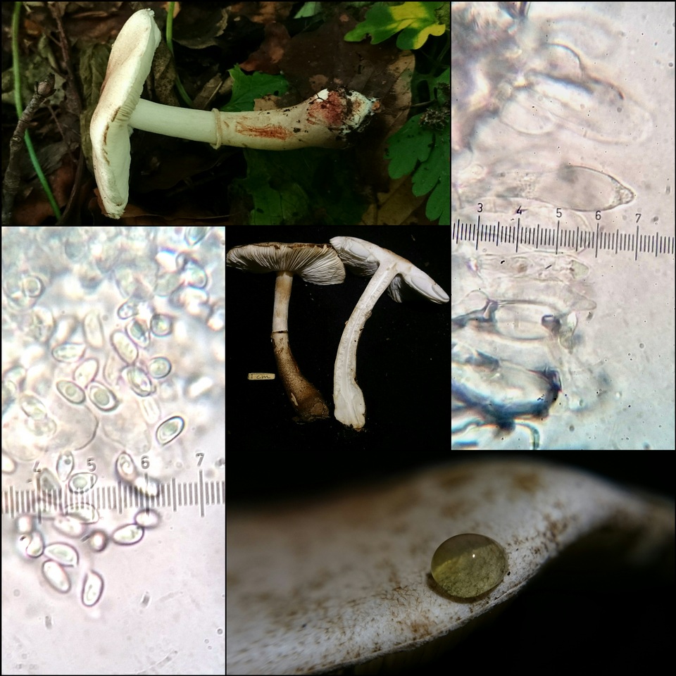 Leucocoprinus badhamii image