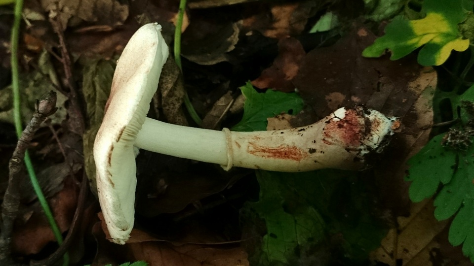 Leucocoprinus badhamii image