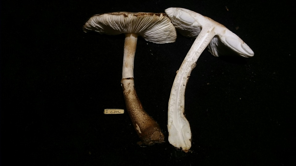 Leucocoprinus badhamii image