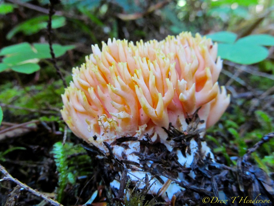 Ramaria rubricarnata image