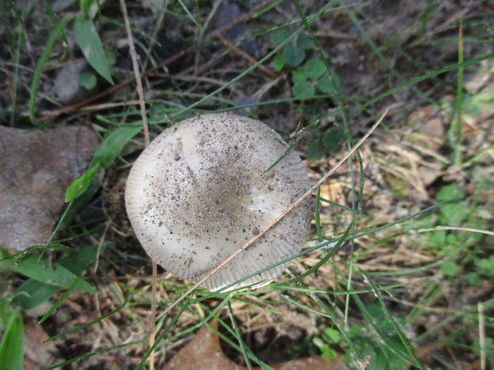 Amanita sect. Vaginatae image