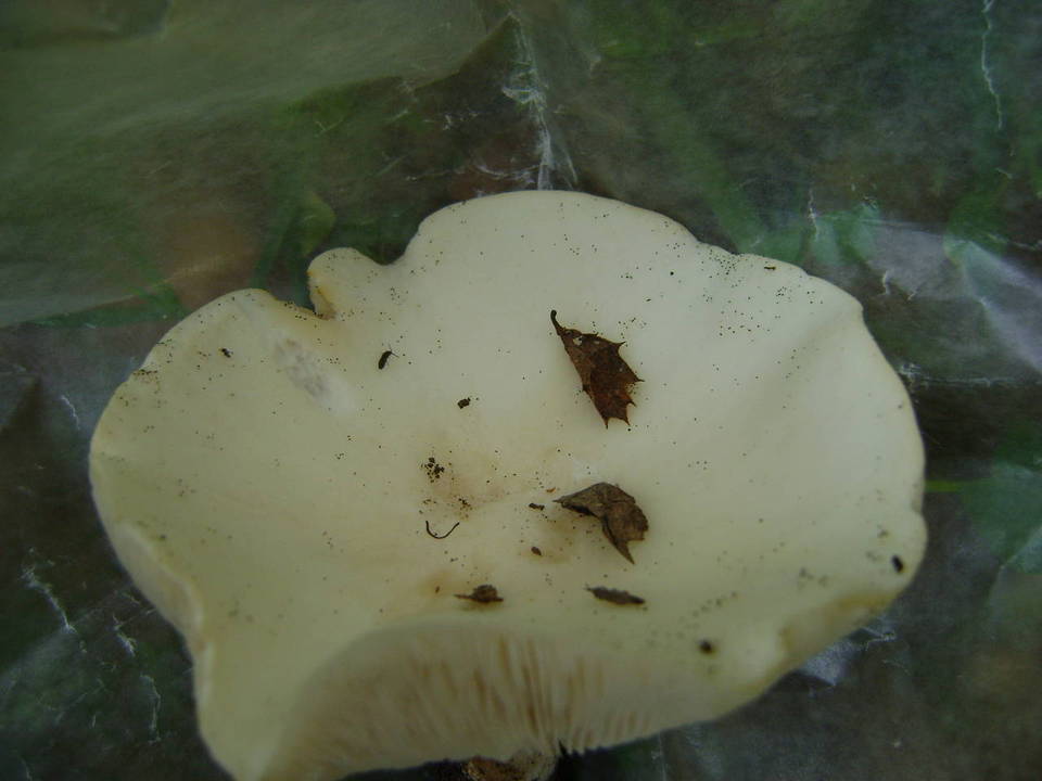 Melanoleuca lewisii image