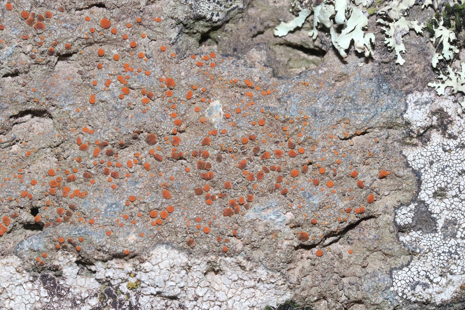 Caloplaca atroflava image