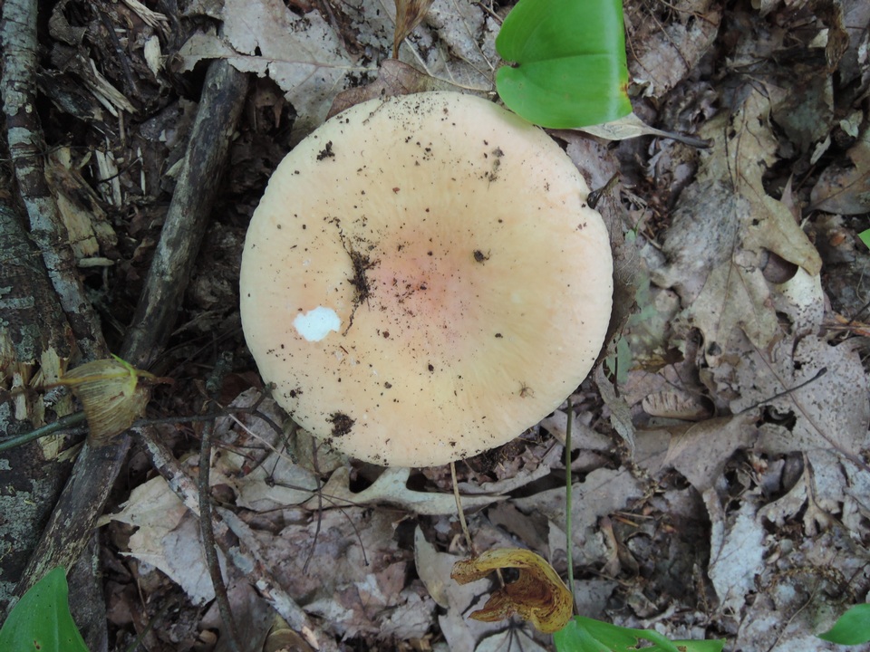 Russula ochraleucoides image