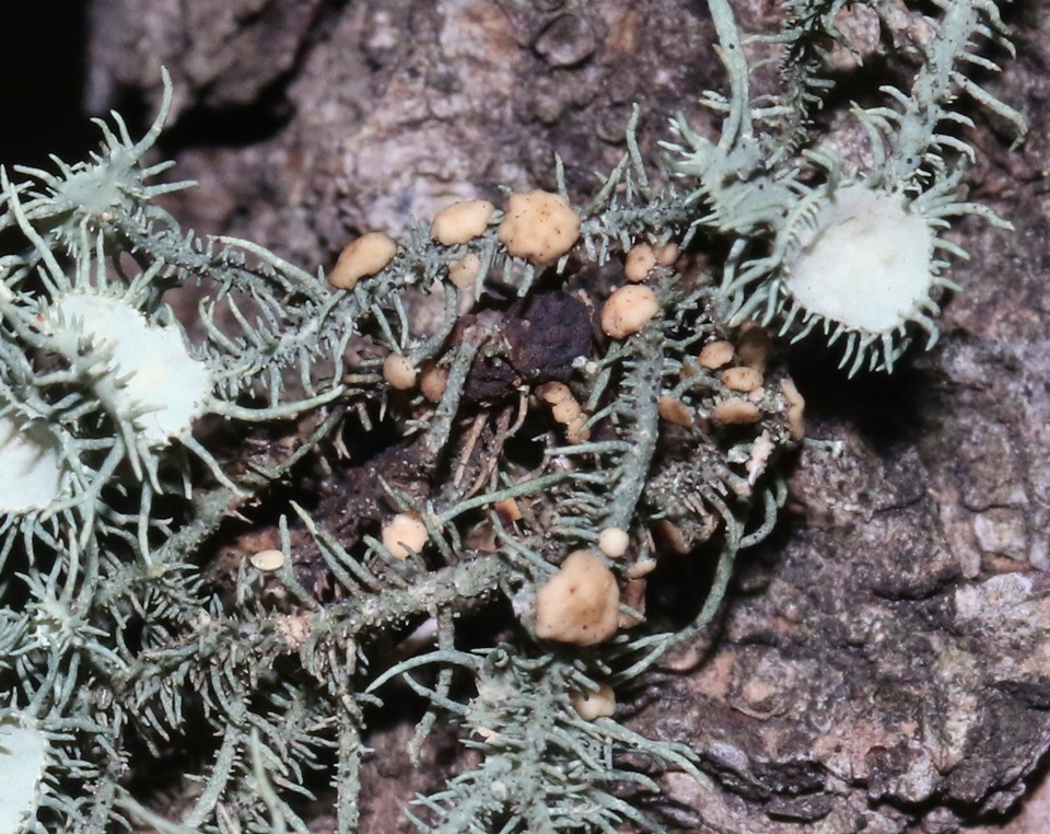 Biatoropsis image