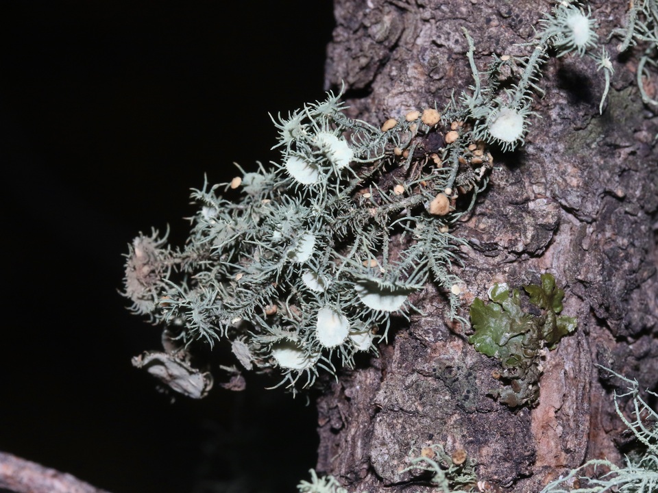 Biatoropsis usnearum image