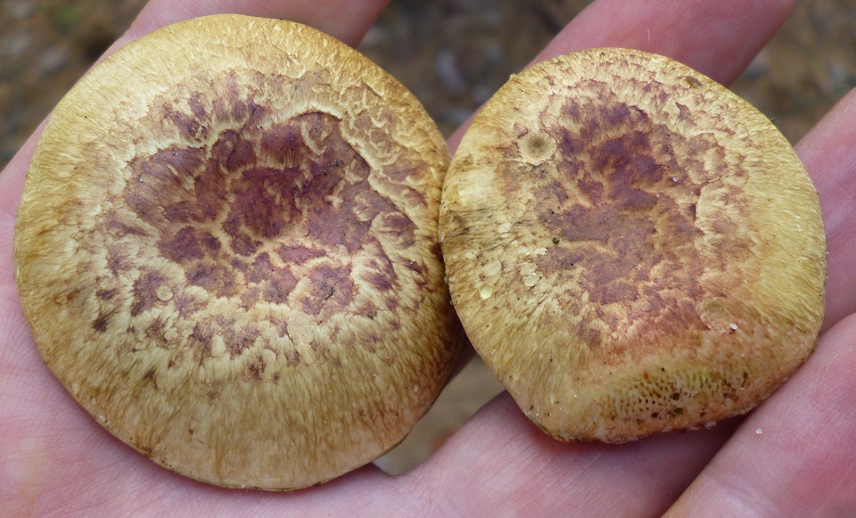 Amoenoboletus weberi image