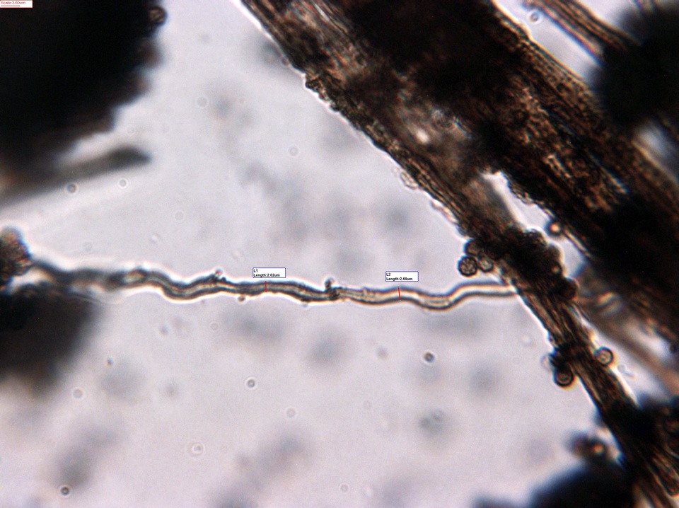 Schenella microspora image