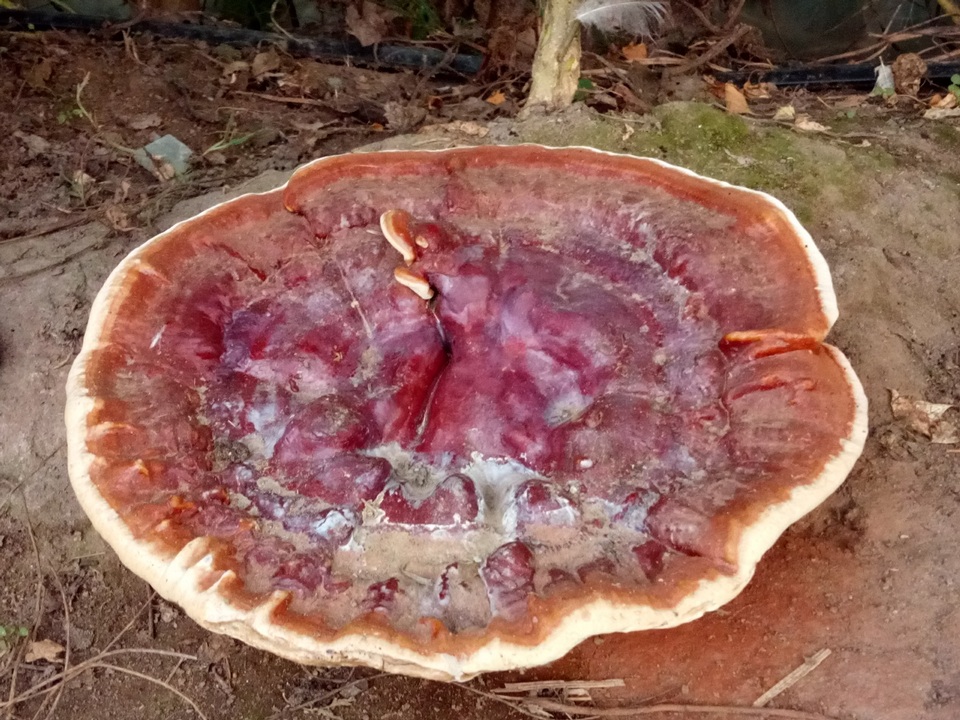 Ganoderma resinaceum image