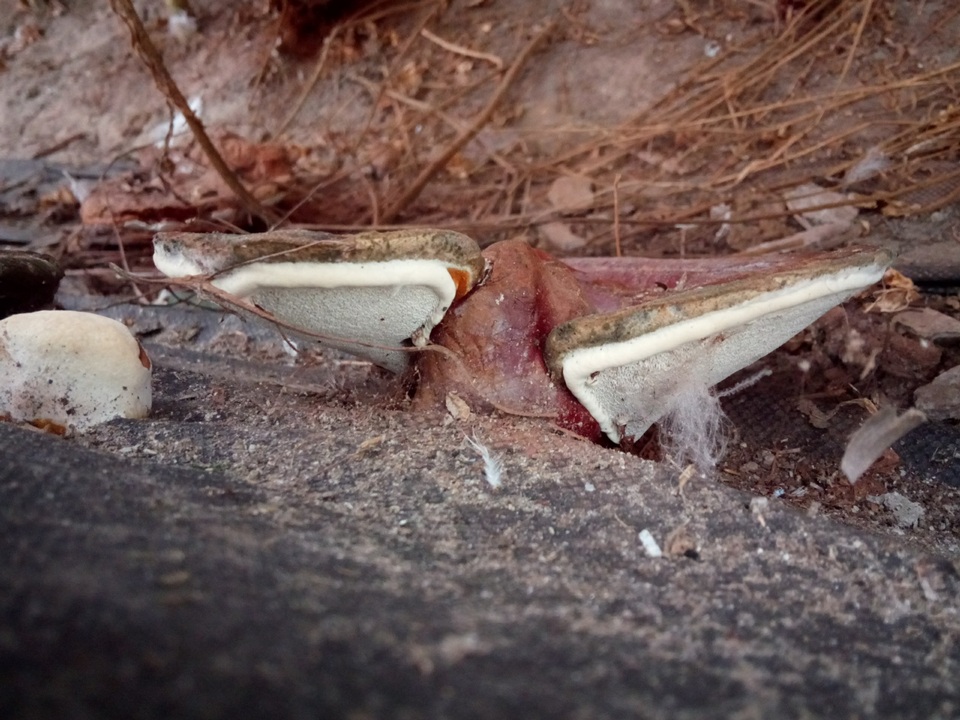 Ganoderma resinaceum image