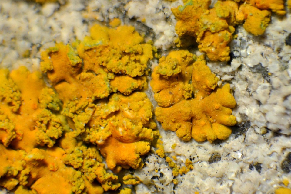 Caloplaca stellata image