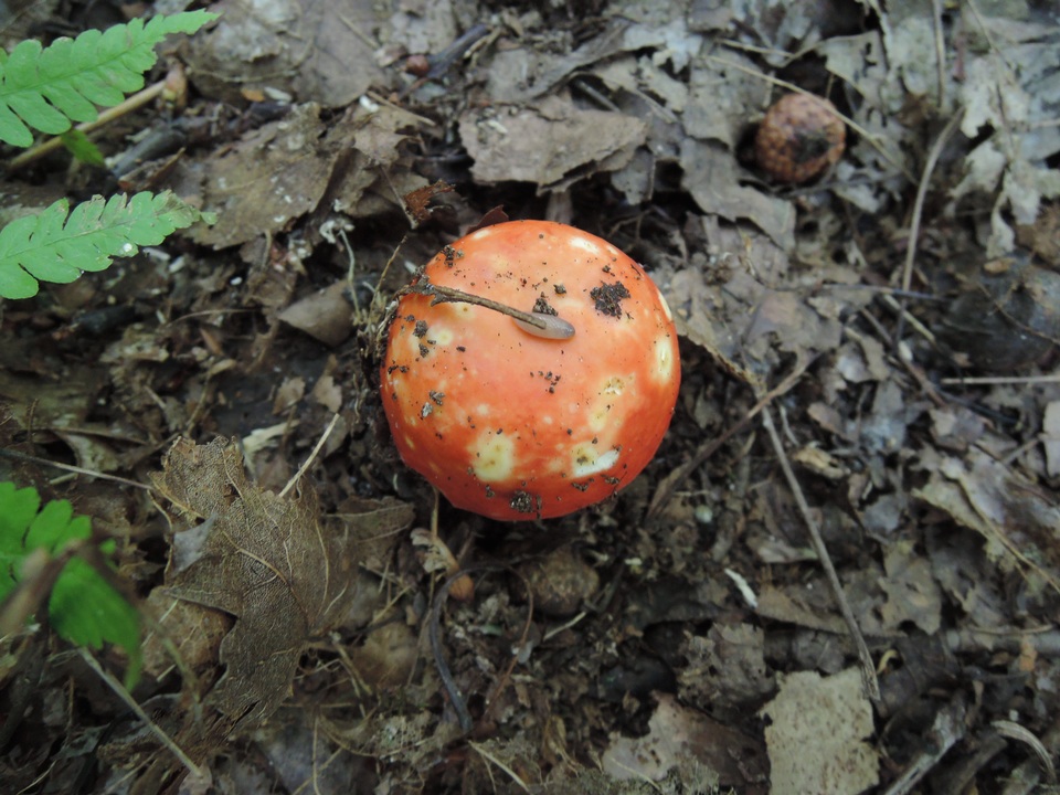 Russula rubescens image