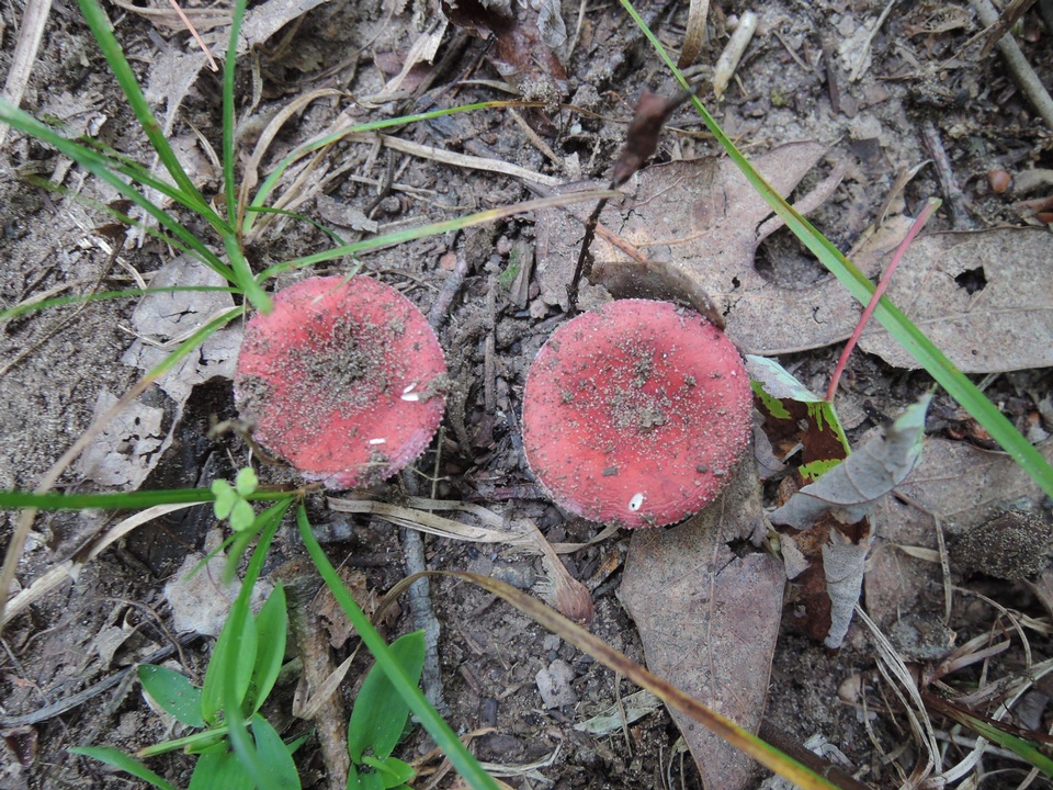Russula operta image