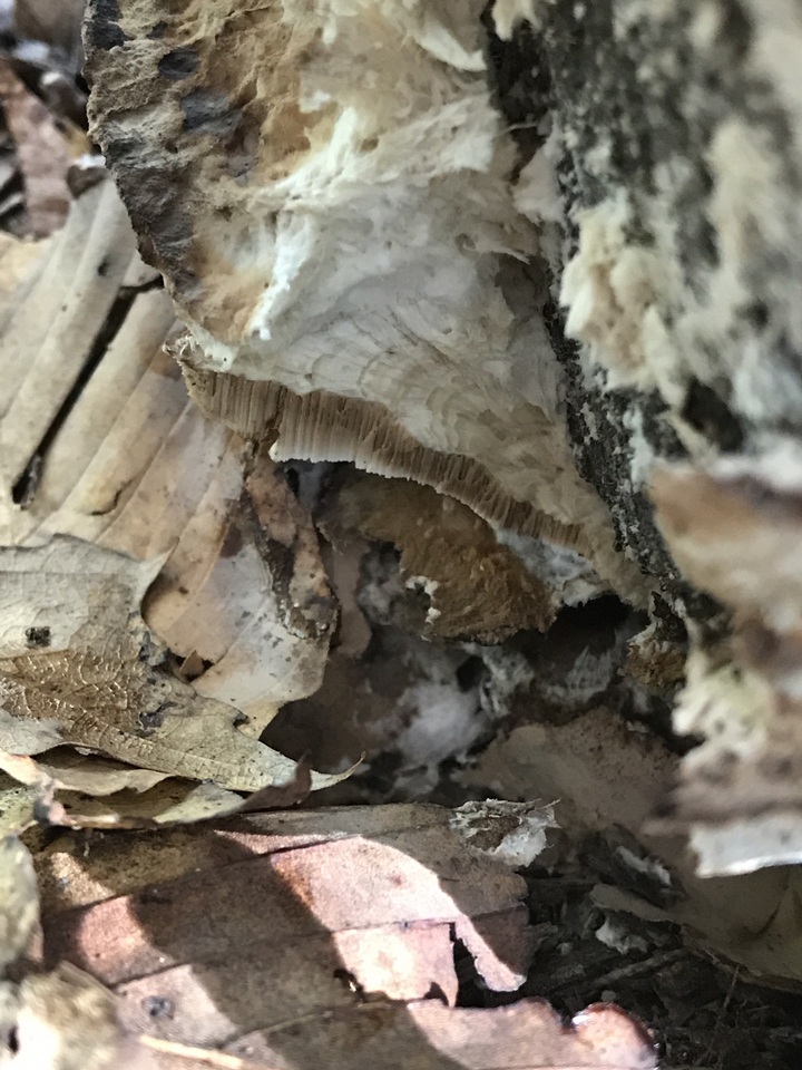 Sarcoporia image