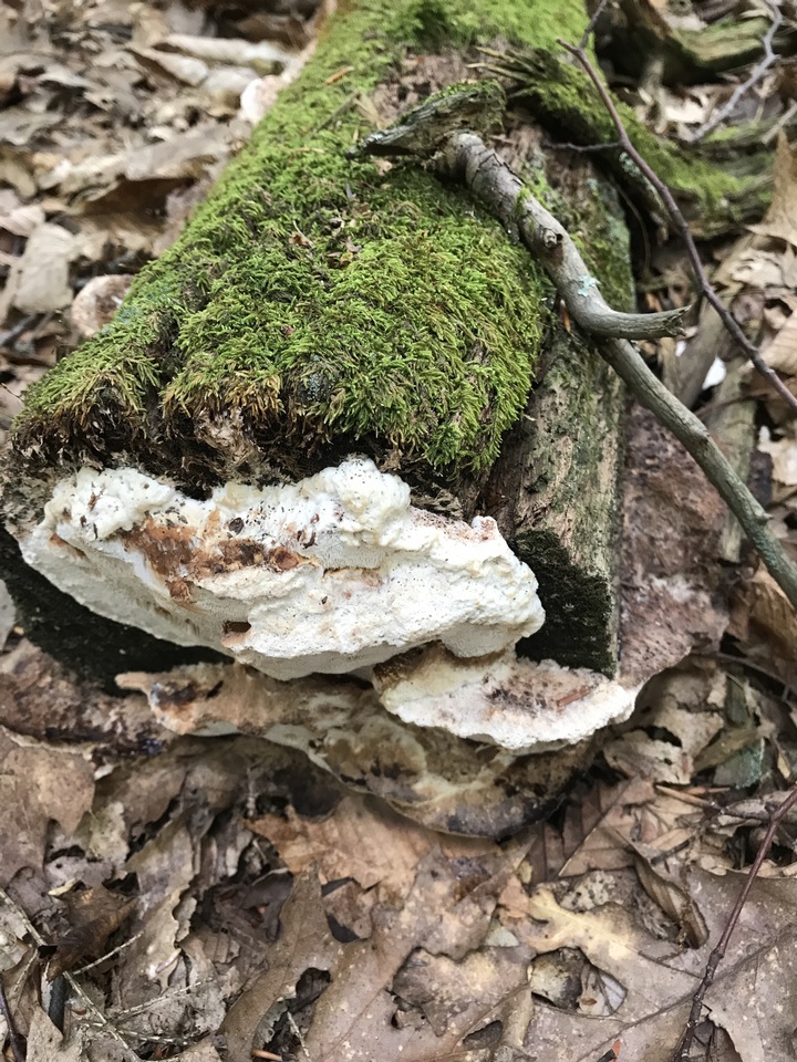Sarcoporia longitubulata image
