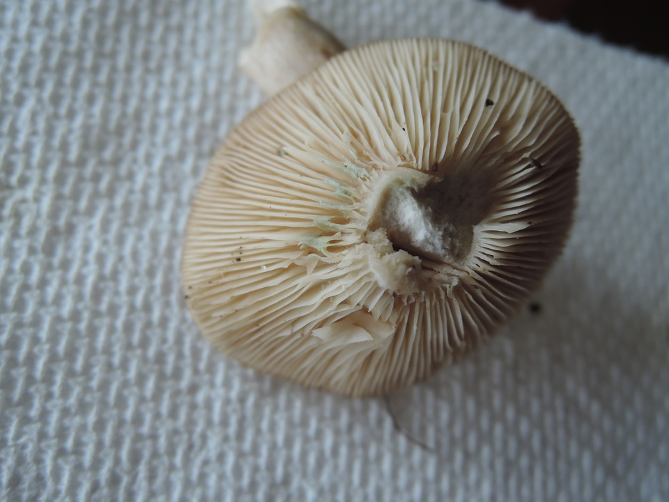 Lactarius mucidus var. mucidus image