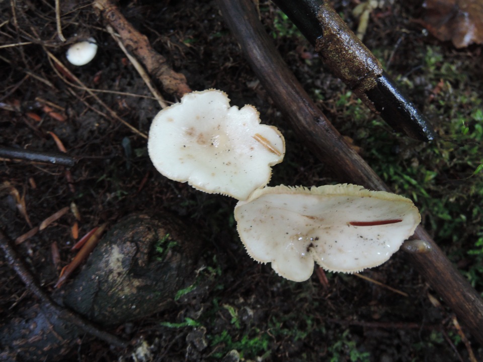 Lactarius mucidus var. mucidus image