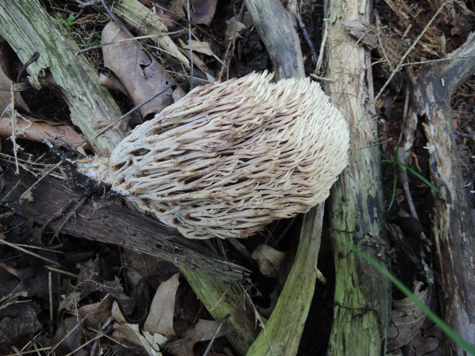 Ramaria concolor image