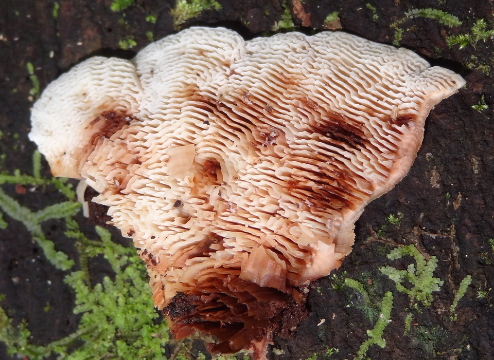 Lamelloporus image