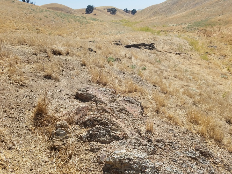 Caloplaca atroflava image