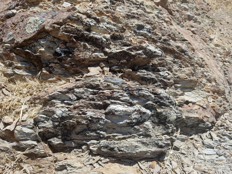 Caloplaca atroflava image