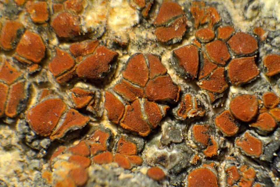 Caloplaca atroflava image