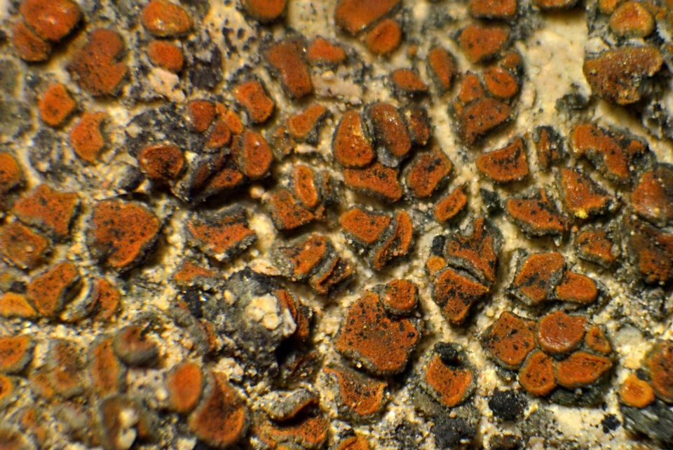 Caloplaca atroflava image