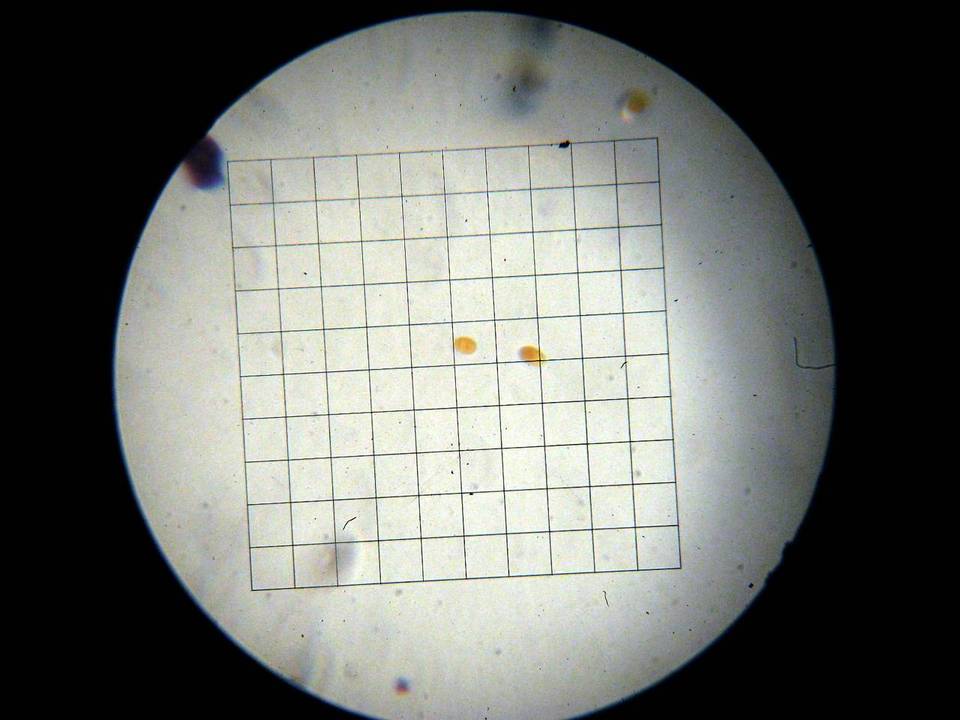 Saccharomyces bayanus image