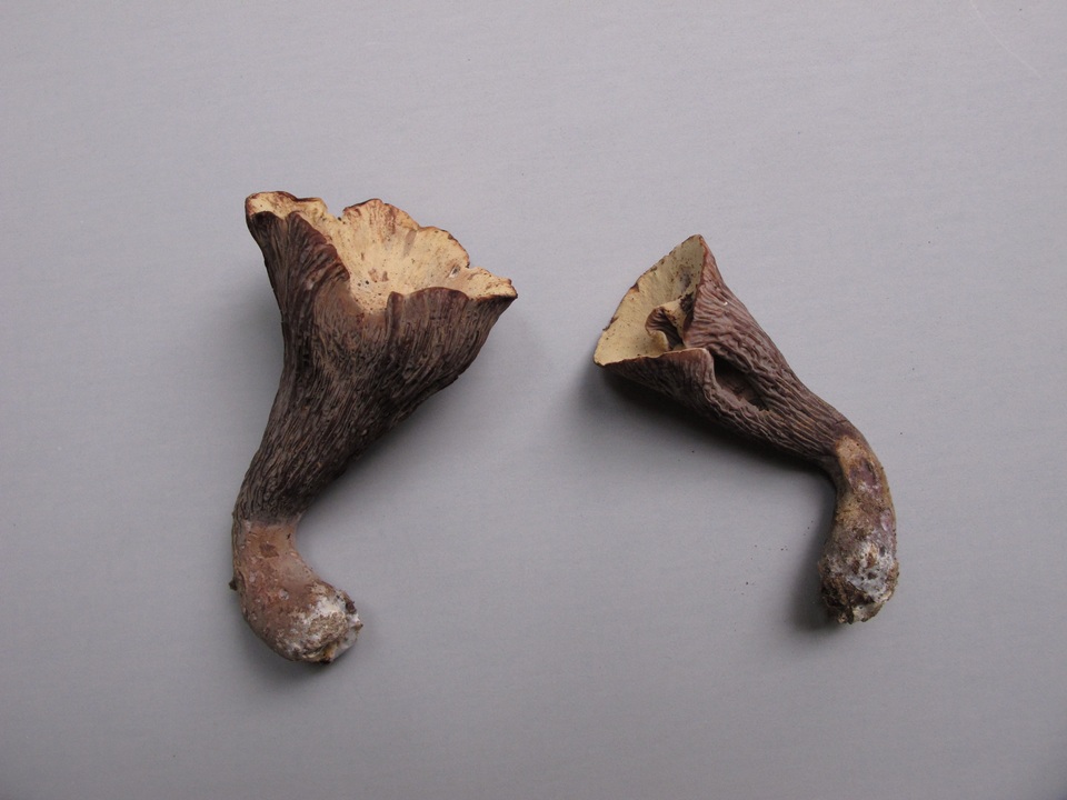 Gomphus ludovicianus image