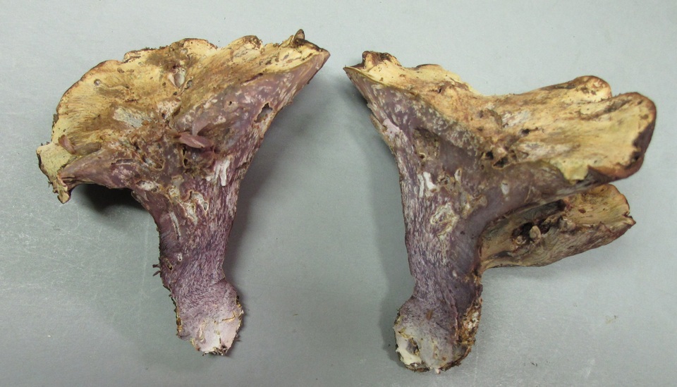 Gomphus ludovicianus image