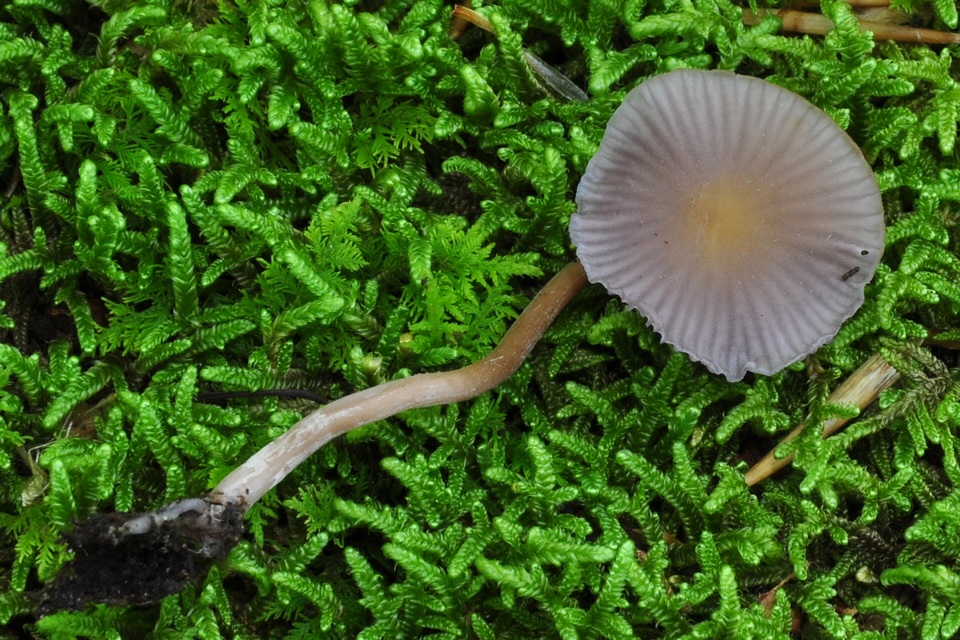Hygrocybe mephitica image