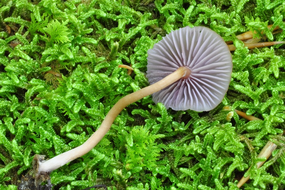 Hygrocybe mephitica image