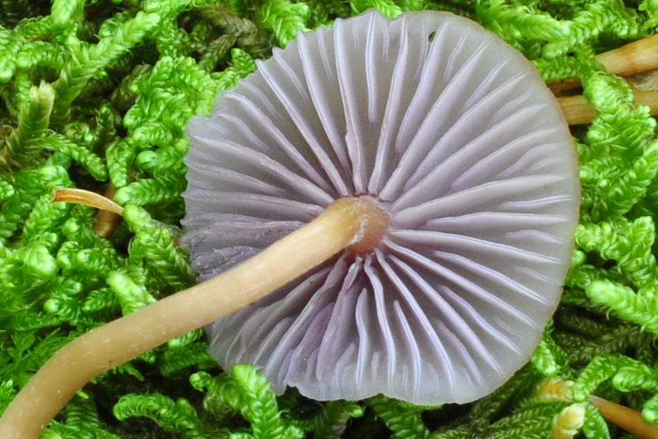 Hygrocybe mephitica image