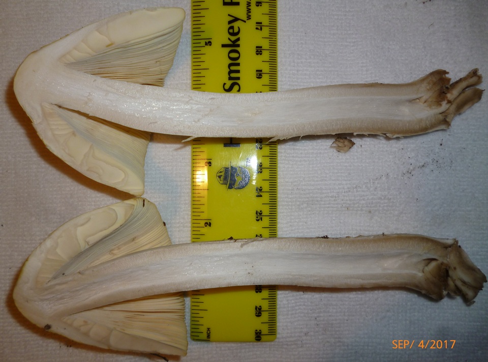 Amanita williamsiae image
