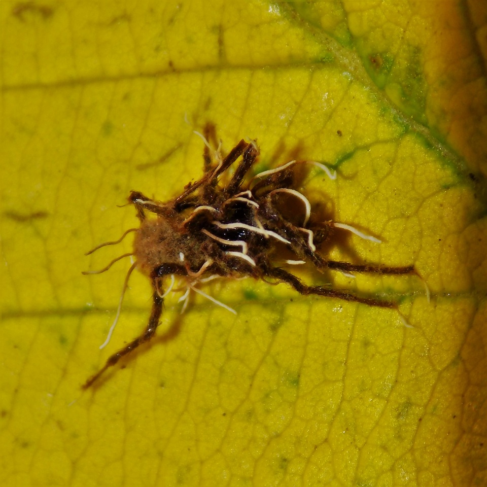 Akanthomyces aranearum image