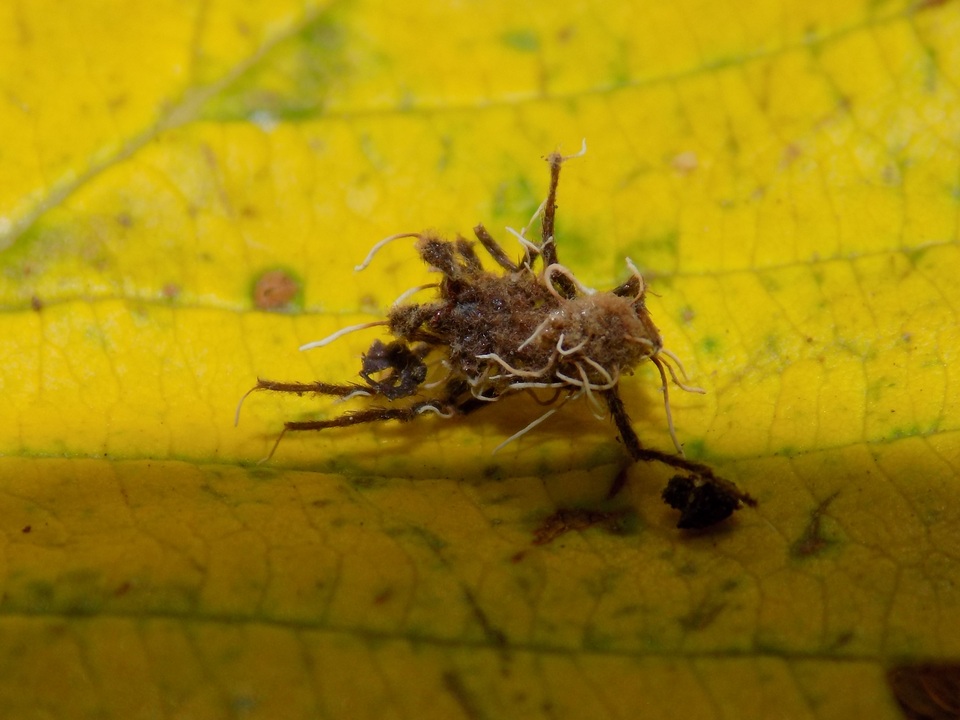 Akanthomyces aranearum image